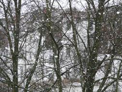 photo of snowfall on a background of trees