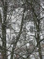 Snowfall, Snowflakes at tree branches