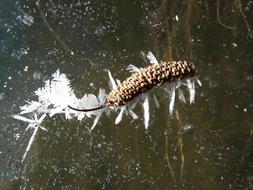 perfect Ice Frozen Crystal