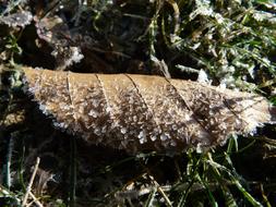 old leaf in hoarfrost