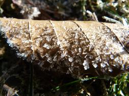 Hoarfrost Frost