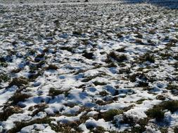 Field Snowy