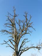 Tree Dry against the blue sky on a sunny day