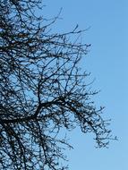 bare Branches of Pear Tree at sky