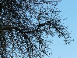 Tree Branches and blue sky