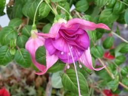 ravishing big Flower