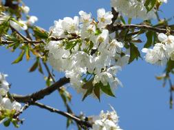 impressively beautiful Cherry white Blossom