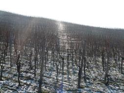 Vineyard Winter snow sun