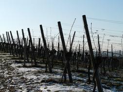 Vineyard Winter snow