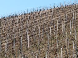 Vine Winegrowing