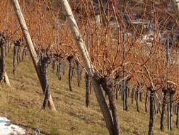 photo of an autumn vineyard on a slope