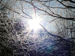 Beautiful sunlight through the branches in winter