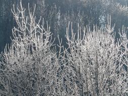 forest trees on hoarfrost