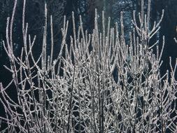 white frost on the tree in December