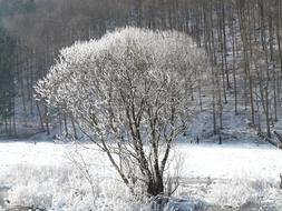 Tree Hoarfrost Snow winter