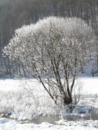 ravishing Tree Hoarfrost