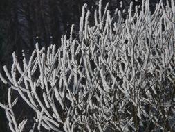 Beautiful tree branches with hoarfrost in light