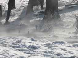 Steam Fog