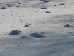 wintry bank of snow