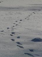 Footprint on grey snow