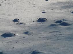 Molehills in the ground, under beautiful white snow in light