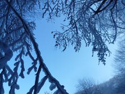 Tree Branches snow