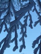 Tree Branches covered with snow at dusk