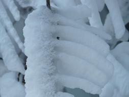 branches in hoarfrost as an idyll