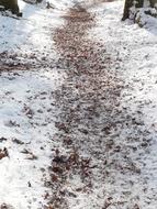 trail in winter forest