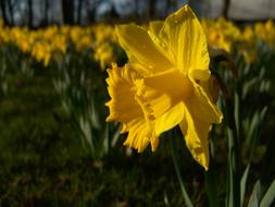 Close-up of the beautiful, blooming, yellow narcissus flowers, among the green grass