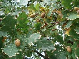 Oak green Leaves and Acorns