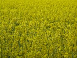 ravishing Oilseed Rape