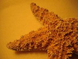 Starfish Orange