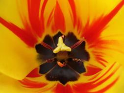Close-up of the beautiful, blooming red and yellow tulip flower