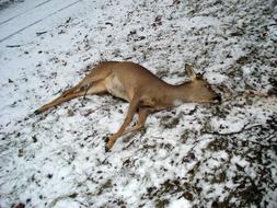 Wild dead Deer