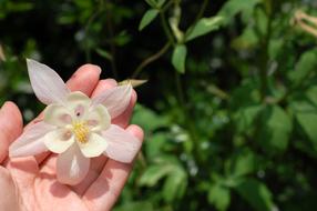 pink flower in human hand