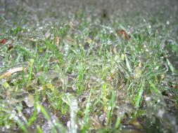 frozen raindrops on green grass