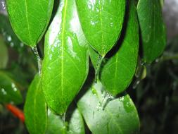 goodly Freezing Rain and green tree leaves