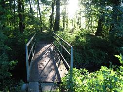 Bridge Web forest