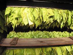 Tobacco Leaves green