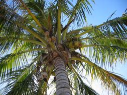 tree Palm Coconut