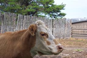 Cattle Farm