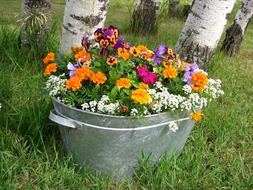 Flowers Pot