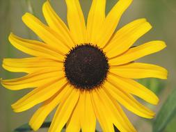 Beautiful yellow and brown, blossoming sunflower, at blurred background