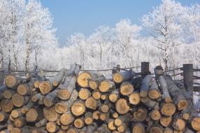 stacked firewood against the background of a winter forest