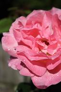 Pink Petals with water drops