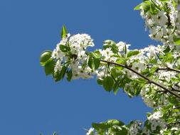 impressively beautiful Flowering Tree