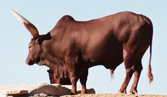 Watusi Breed as a Cattle