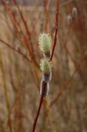 unusually beautiful Pussy Willow