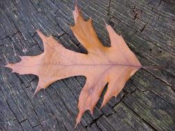 brown oak leaf